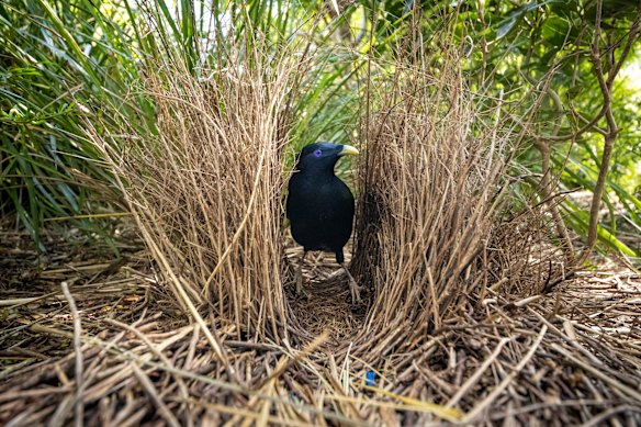 A male satin bowerbird at Melbourne Zoo in 2020.