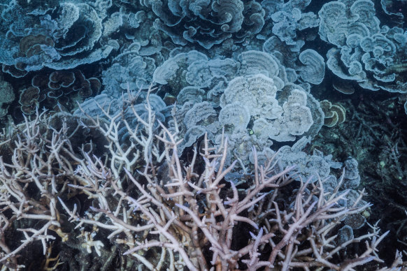 Coral bleached in March on Stanley Reef, South of Townsville, following a late summer heatwave in Far North Queensland.