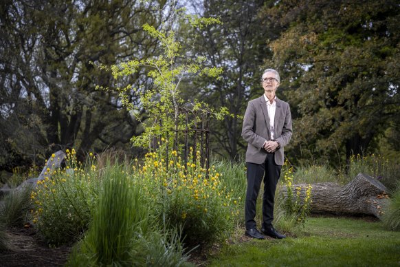 Tim Entwisle with the valley oak sapling, beside the fallen white oak, at the Royal Botanic Gardens’ Oak Lawn.