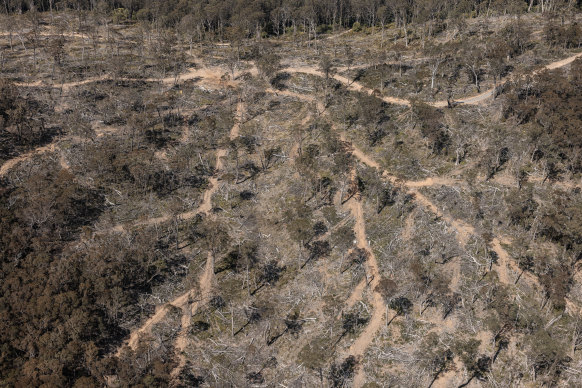 A bird’s-eye view of ongoing logging in glider habitat.