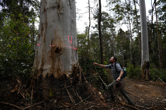 Mark Graham and a habitat tree, marked for preservation, on a visit to Ellis State Forest earlier this year.