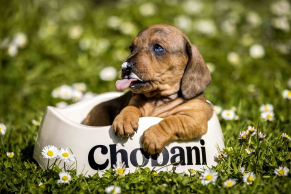 Chobani expanded its range to include a Daily Dollop product that is safe for dogs. 