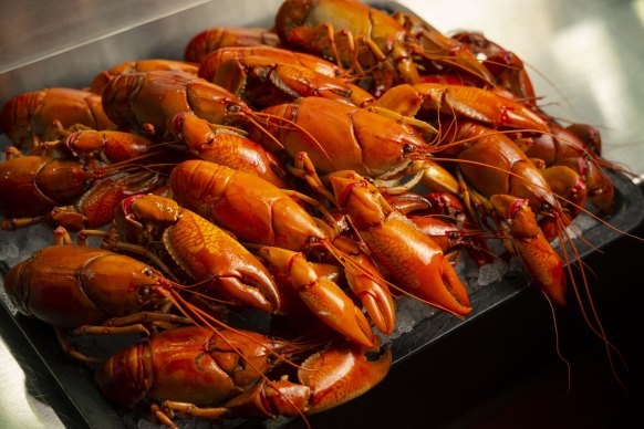 Yabbies at Prahran Market.