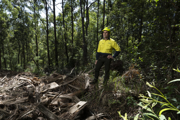 Dean Caton, northern region manager of NSW Forestry Corporation, in Orara East State Forest, that is part of the assessment area for the Great Koala National Park.