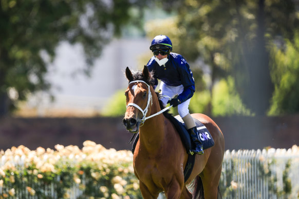 Glen Boss on Home Affairs after a track gallop between races at Rosehill. 