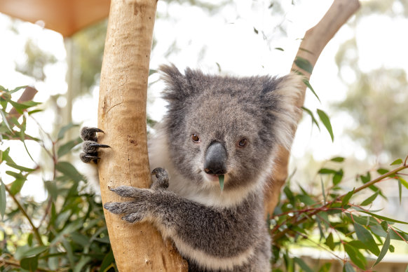 A koala with Gordon Ramsay-like tendencies.