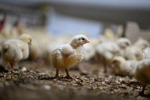 Chicks on Prime’s farm near Colac. 