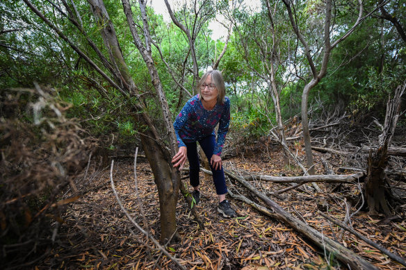 Southern brown bandicoot researcher Pauline Deering searches for the marsupials in the woodland on the site.