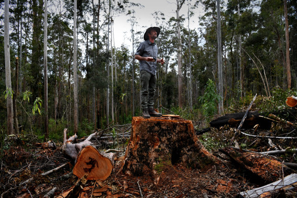Bellingen Nature Company 的 Mark Graham 在格拉夫顿附近考拉栖息地的一棵被砍伐的牛脂树上。