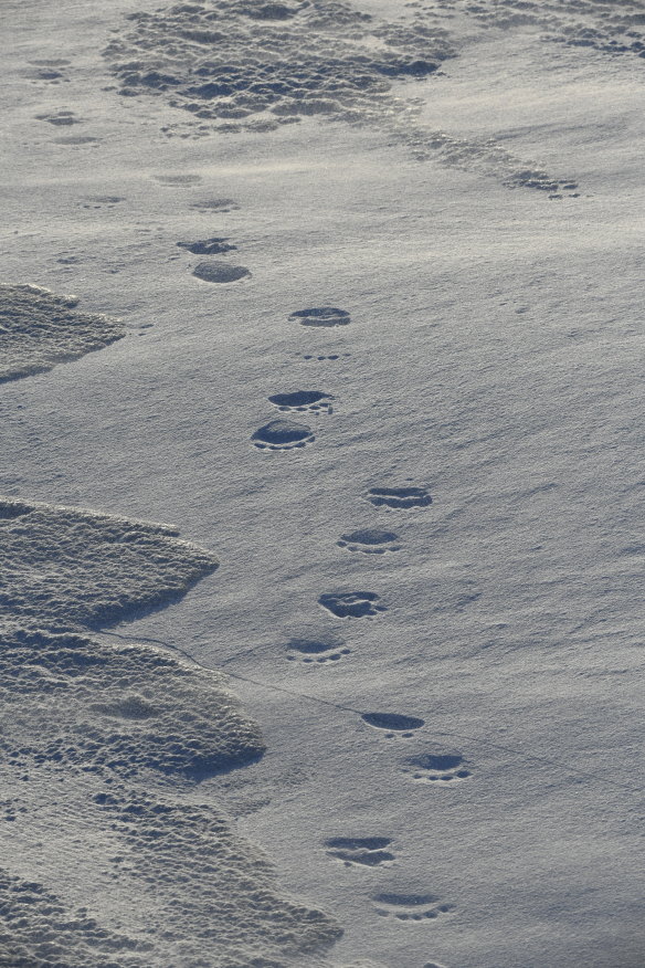 Polar bear tracks, Svalbard.