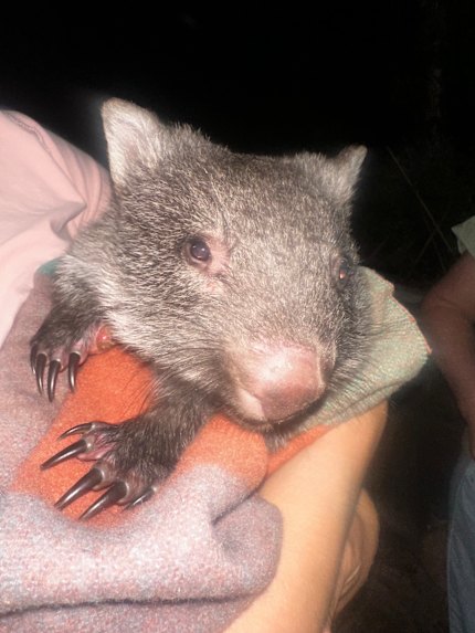 Hope is recovering at Healesville Sanctuary.