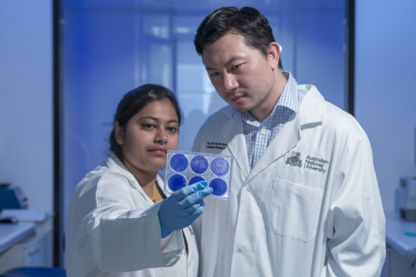 ANU researchers Anukriti Mathur and Dr Si Ming Man from The John Curtin School of Research at ANU examine the bacteria, Bacillus cereus, that causes food poisoning. 