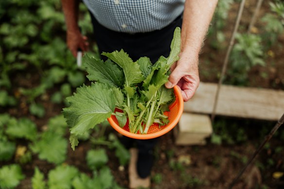 Nicoliello in his garden.
