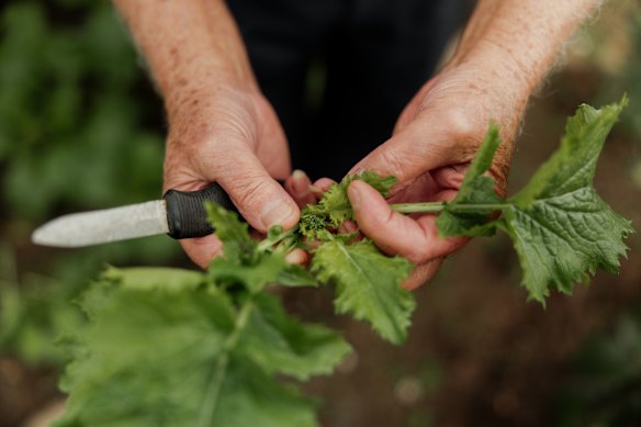 Nicoliello in his garden.