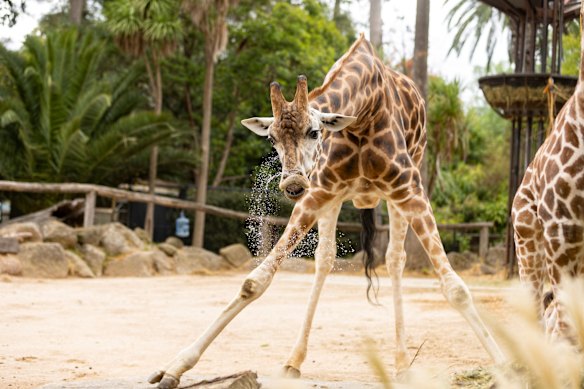 A baby giraffe at Melbourne Zoo.
