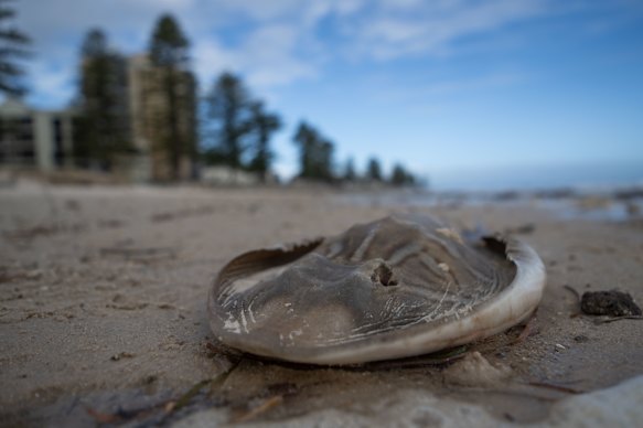 A dead fiddler ray on the beach in the Adelaide suburb of Glenelg in July 2025 and linked to the algal bloom.