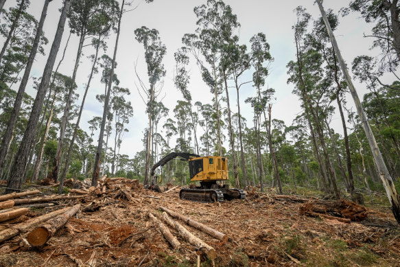 Forestry machinery and logs that were recently piled in the Wombat State Forest.