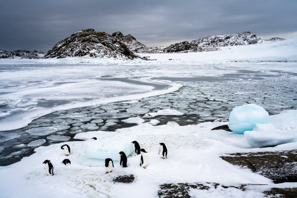 South American seals that prey on penguins have become infected with bird flu after eating birds carrying the virus.