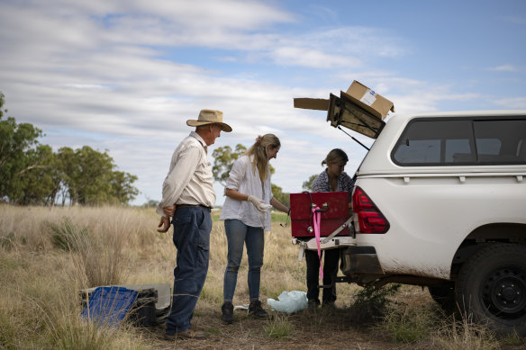 Local farmer Robert Frend looks on as vet Sarah Simpson and PhD student Alana Kidd inspect a koala. 