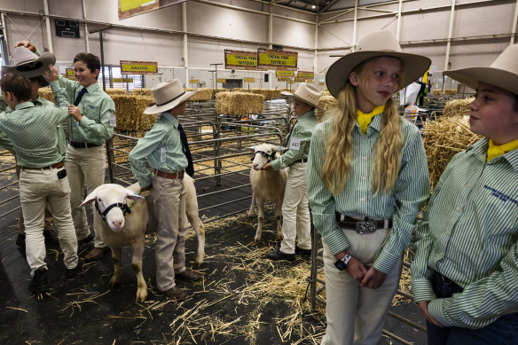 The Macarthur Anglican School agriculture show team has more than doubled in size over the past 12 years.