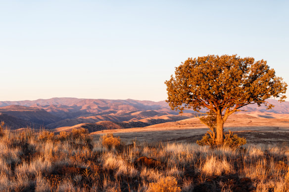 A lone juniper tree, Ladder Ranch.