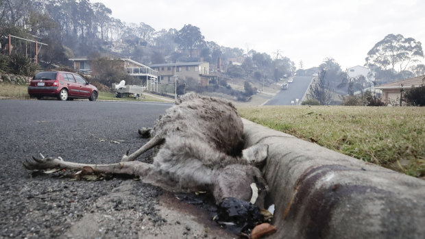 A dead kangaroo lies in a Tathra street.