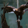 Tucked away in the Southern Highlands lies a raptors rehabilitation centre