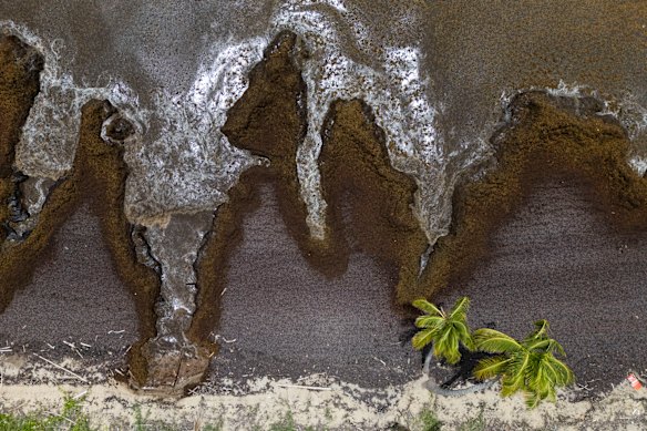 Sargassum covers the coast of Playa Lucía, Yabucoa, Puerto Rico.