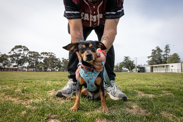 Dobby, the Chihuahua Dachshund cross, had to be rushed to the animal hospital after eating a Croc and bottletop.