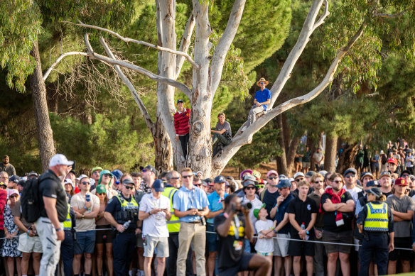 Fans use a tree to gain a viewing advantage above the gallery on the 18th hole in 2024.
