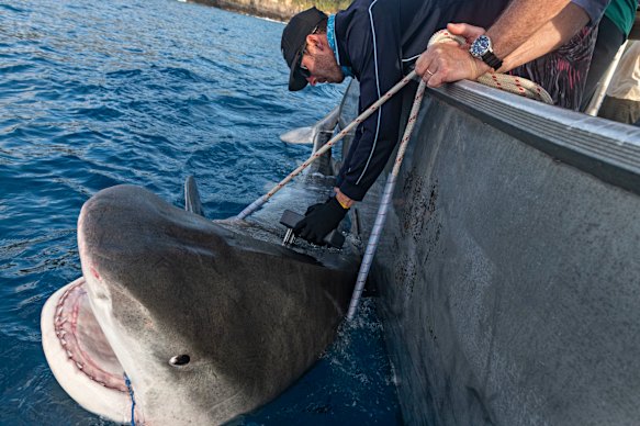 Professor Charlie Huveneers from Flinders University tagging a tiger shark in Norfolk Island.