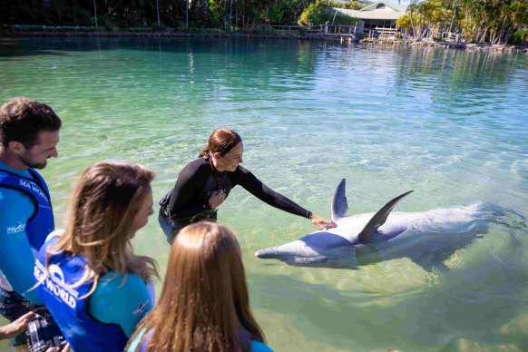 A playful dolphin at Sea World Marine Park.