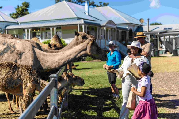 In addition to a free farm experience Summer Land Camels retails a Camel Milk Skincare range and Camel Milk vodka. 