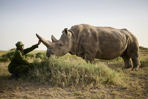 Najin the northern white rhino at Ol Pejeta. She and her daughter, Fatu, are the only two northern whites in existence.