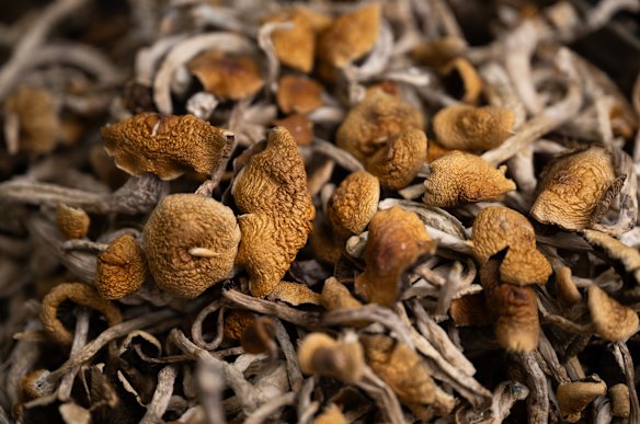 Psilocybin, a psychedelic compound found in some mushrooms, is becoming a big business.