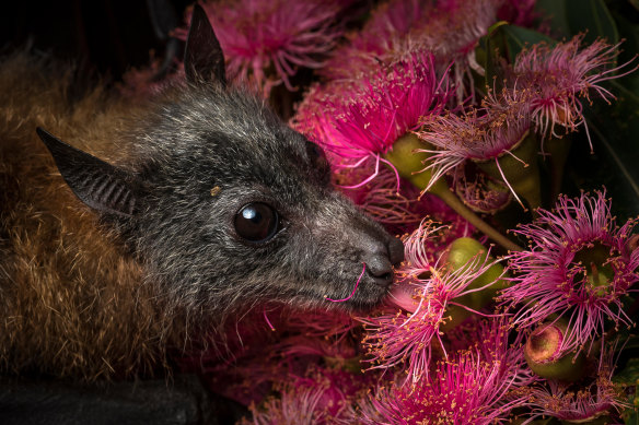 A rescued orphan feeds on eucalyptus pollen. 