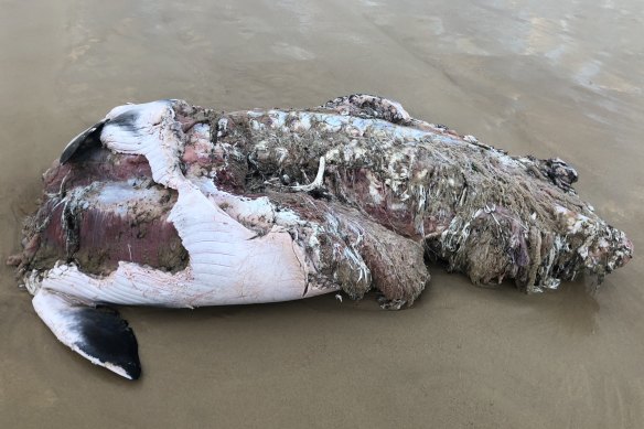 Bondi Beach has been closed temporarily due to increased risk of shark activity.