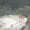 Visitors to K’gari are reminded to never approach or feed dingoes, avoid walking alone and keep children close at all times. Food and waste should also be secured at all times.
