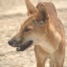 K’gari is home to about 200 dingoes, separated from mainland populations.