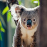 New app to help citizen scientists save koalas
