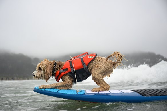 Coconut catches a wave during the World Dog Surfing Championships in Pacifica, California.