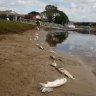 Fish kill in Ballina waterways in the weeks after Cyclone Alfred.
