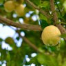 Many citrus trees, including lemons, are at their best right now.