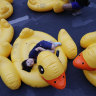 Yellow duck calendar lands 26-year-old Thai man in jail
