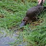 A platypus being released after a monitoring survey for Melbourne Water in 2014.