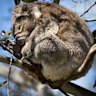 A koala photographed last month on French Island, in an almost-denuded tree.