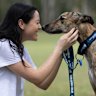 Greyhounds are whelped at a rate that exceeds the ability to rehome in a timely manner after exiting the racing industry.