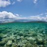 Teams spent days tending to the coral of the Great Barrier Reef after Tropical Cyclone Jasper.