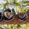 A family of flying foxes at Parramatta Park in January.