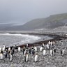 McDonald and Herd Island and some of its inhabitants - a tariff threat to the United States.